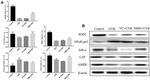 IkB alpha Antibody in Western Blot (WB)