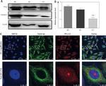 alpha Tubulin Antibody in Immunocytochemistry (ICC/IF)