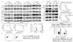 SRC (active) Antibody in Western Blot (WB)