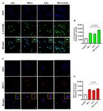 MCP-1 Antibody in Immunocytochemistry (ICC/IF)