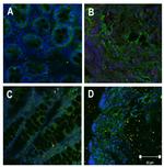 Claudin 3 Antibody in Immunohistochemistry (Paraffin) (IHC (P))