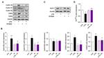 Cyclin A2 Antibody in Western Blot (WB)