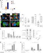 RIG-I Antibody in Western Blot, Immunoprecipitation (WB, IP)