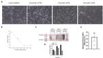 SARS-CoV-2 3CLpro Antibody in Western Blot (WB)