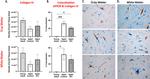 Collagen IV Antibody in Immunohistochemistry (IHC)