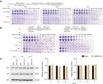 IFN alpha Antibody in Western Blot (WB)