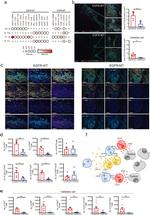 CXCL13 Antibody in Immunohistochemistry (IHC)