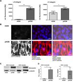 Fibronectin Antibody in Immunocytochemistry (ICC/IF)