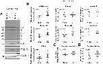 Cytochrome C Antibody in Western Blot (WB)