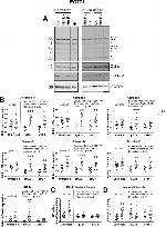 Cytochrome C Antibody in Western Blot (WB)