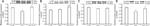 OPRM1 Antibody in Western Blot (WB)