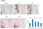 BMP5 Antibody in Immunohistochemistry (IHC)