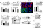 Vimentin Antibody in Western Blot (WB)