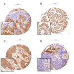 HSC70 Antibody in Immunohistochemistry (IHC)