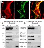 MEK1/MEK2 Antibody in Western Blot (WB)