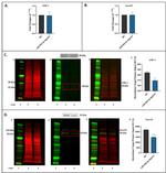 SFRP1 Antibody in Western Blot (WB)