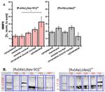 MMP2 Antibody in Western Blot (WB)