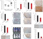 F4/80 Antibody in Immunohistochemistry (IHC)