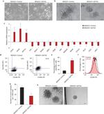 CD49f (Integrin alpha 6) Antibody in Flow Cytometry (Flow)