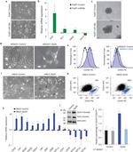 CD29 (Integrin beta 1) Antibody in Flow Cytometry (Flow)