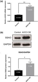 AOC3 Antibody in Western Blot (WB)