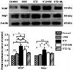 Angiopoietin 1 Antibody in Western Blot (WB)