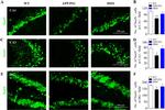 NeuN Antibody in Immunohistochemistry (IHC)