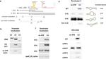 mCherry Antibody in Western Blot (WB)