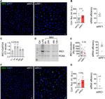 IRG1 Antibody in Western Blot (WB)