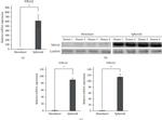 Nurr1 Antibody in Western Blot (WB)