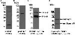 proBDNF Antibody in Western Blot (WB)