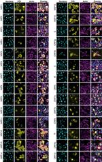 V5 Tag Antibody in Immunocytochemistry (ICC/IF)