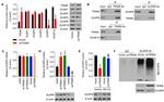 TRIM9 Antibody in Western Blot, Immunoprecipitation (WB, IP)