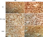 Prolactin Antibody in Immunohistochemistry (IHC)