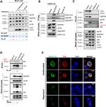 HIV1 nef Antibody in Western Blot (WB)