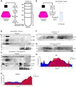 HA tag Antibody in Western Blot (WB)