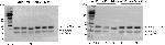 6x-His Tag Antibody in Western Blot (WB)