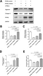 Aggrecan Antibody in Western Blot (WB)