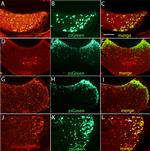 S-arrestin Antibody in Immunocytochemistry, Immunohistochemistry (ICC/IF, IHC)