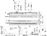 Synaptophysin Antibody in Western Blot (WB)