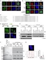 V5 Tag Antibody in Immunoprecipitation (IP)