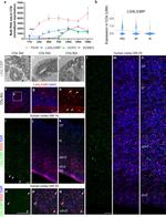 90K/Mac-2BP Antibody in Immunohistochemistry (PFA fixed) (IHC (PFA))