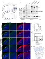 90K/Mac-2BP Antibody in Western Blot (WB)