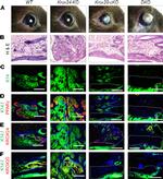 EGR2 Antibody in Immunocytochemistry (ICC/IF)