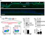 NCoR2 Antibody in Western Blot (WB)