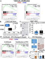 p53 Antibody in Immunohistochemistry (IHC)