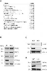 PKP3 Antibody in Western Blot (WB)