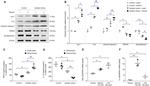 beta Actin Antibody in Western Blot (WB)