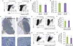 CD31 (PECAM-1) Antibody in Flow Cytometry (Flow)