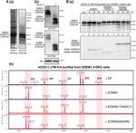 GRP78 Antibody in Western Blot (WB)